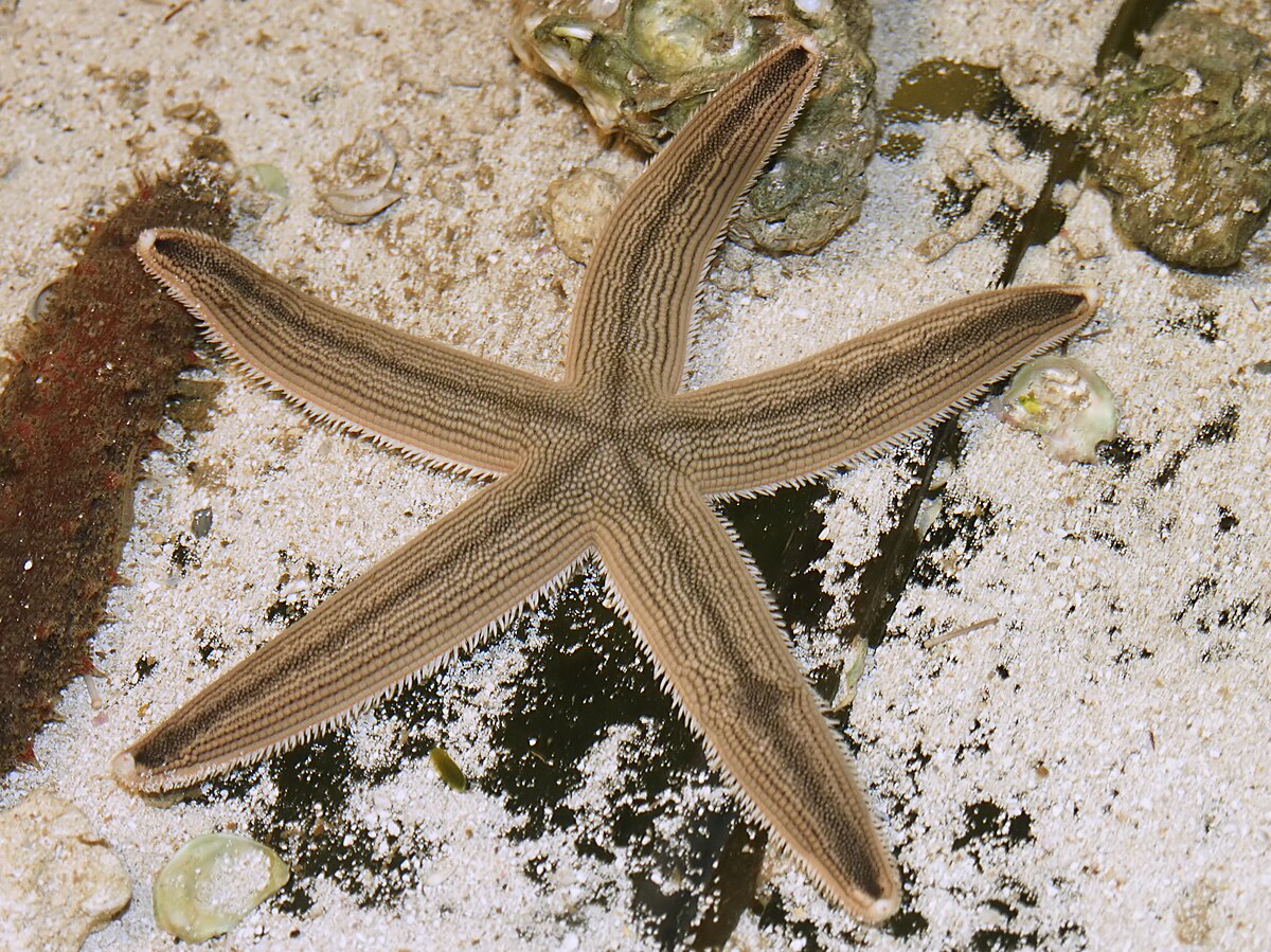 Lined Sea Star